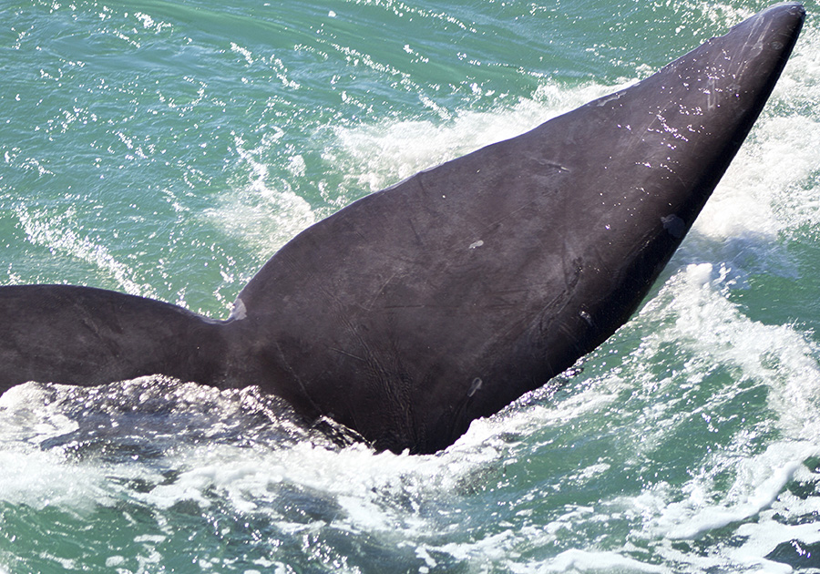 Whale Tail at Old Harbour, Hermanus