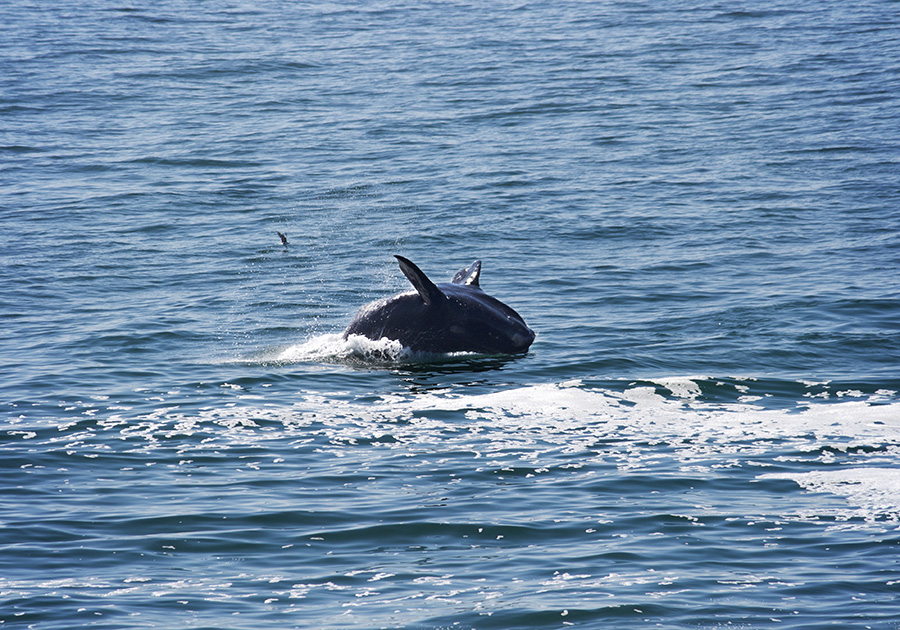 Whale Breaching in Hermanus