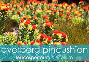 Overberg Pincushion Groups