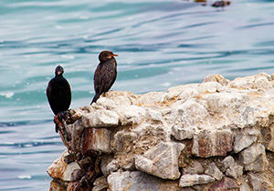 Crowned Cormorant and Black Cormorant