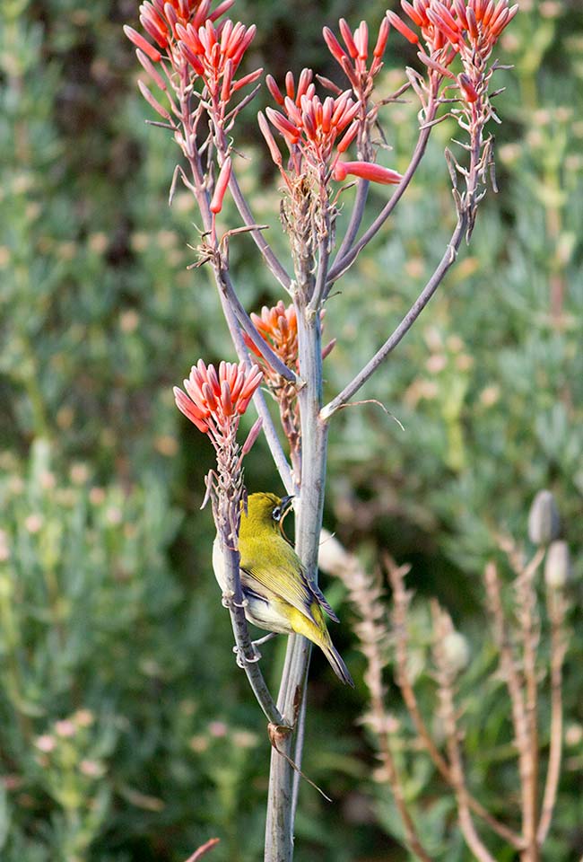 Fernkloof Gardens Wildlife