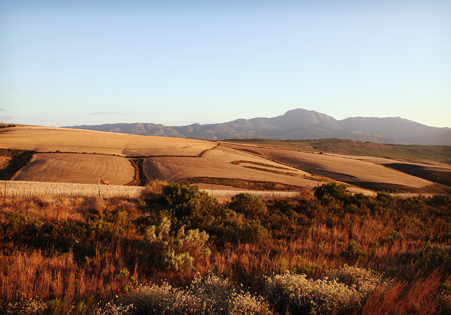 Wineries in Hermanus