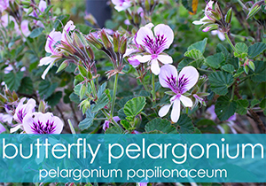 Butterfly Perlargonium