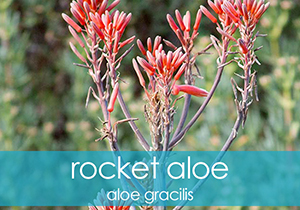 Rocket Aloe