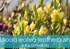 Broad Leafed Featherbush