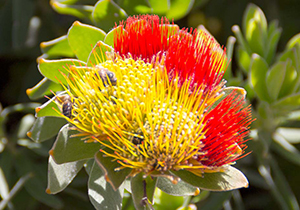 Overberg Pincushion Bees